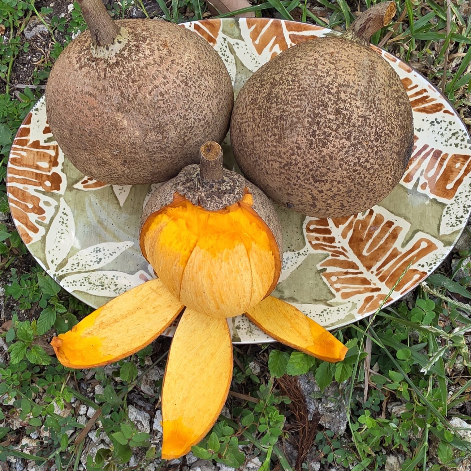 Fruit Variety Picture